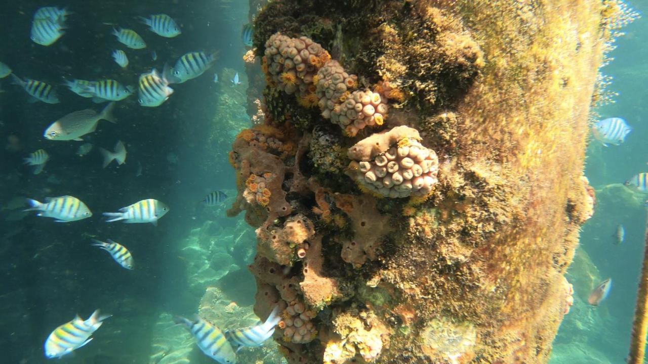Pousada Conves - Ilha Grande Praia de Araçatiba Kültér fotó