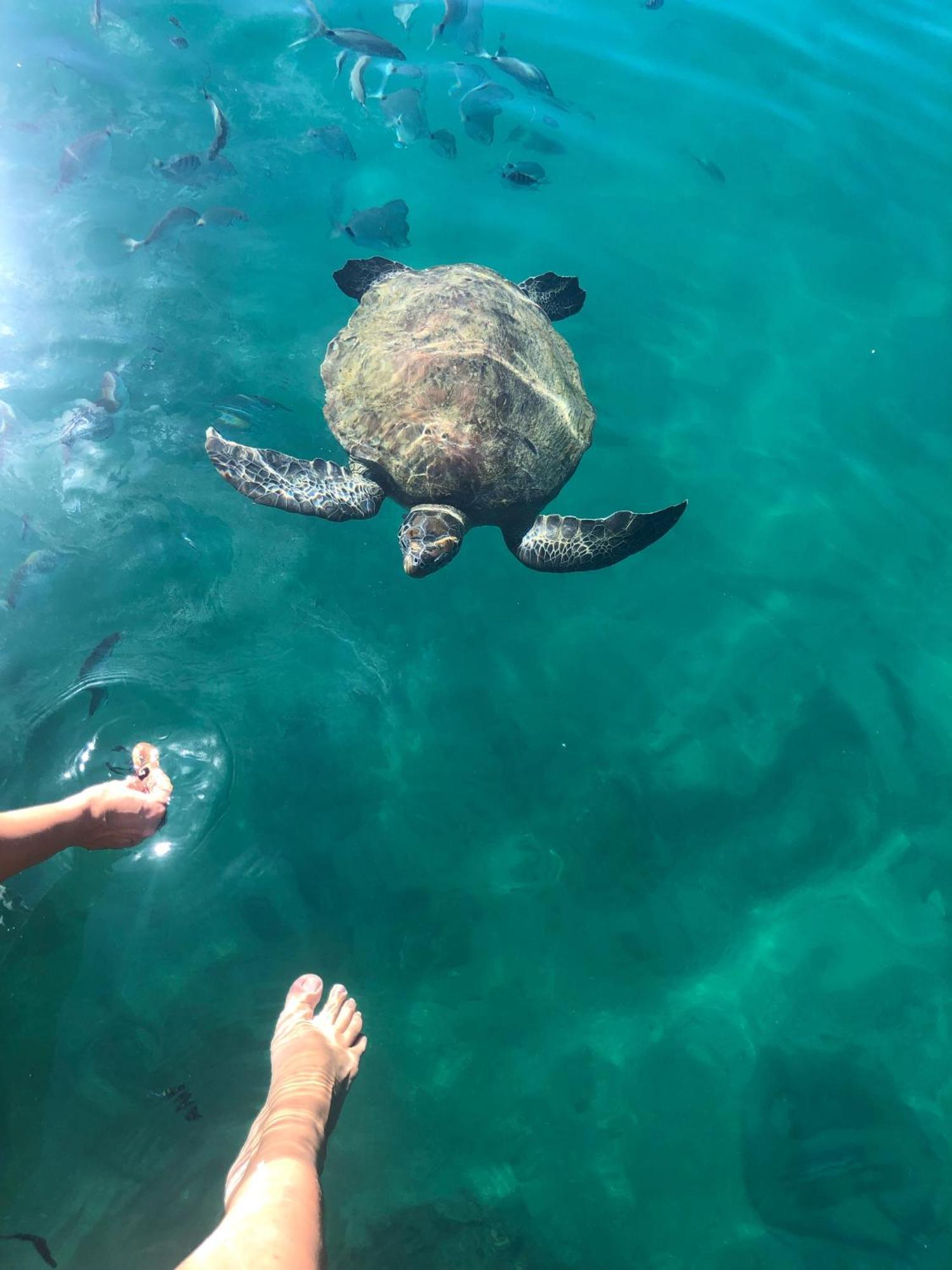 Pousada Conves - Ilha Grande Praia de Araçatiba Kültér fotó